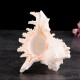 Large Queen Nautical Shells Conch Natural Seashell Beach Ocean Home Decorations Large Queen Nautical Shells Conch Natural Seashell Beach Ocean Home Decorations