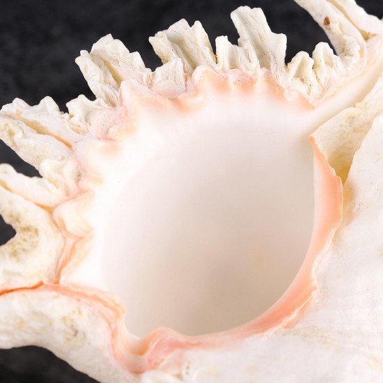 Large Queen Nautical Shells Conch Natural Seashell Beach Ocean Home Decorations Large Queen Nautical Shells Conch Natural Seashell Beach Ocean Home Decorations