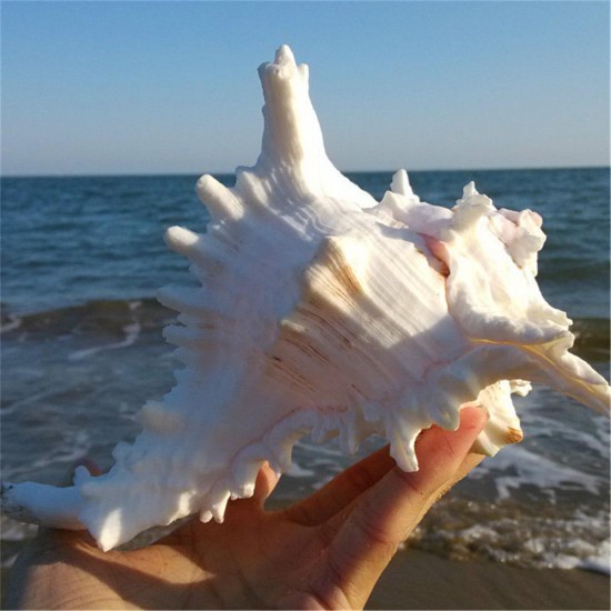 Large Queen Nautical Shells Conch Natural Seashell Beach Ocean Home Decorations