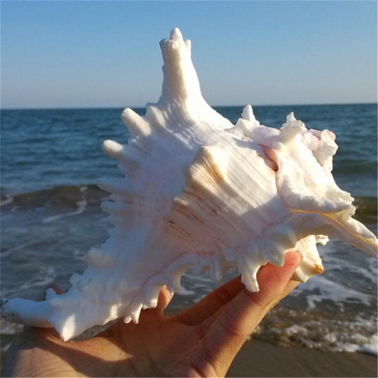 Large Queen Nautical Shells Conch Natural Seashell Beach Ocean Home Decorations Large Queen Nautical Shells Conch Natural Seashell Beach Ocean Home Decorations