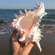 Large Queen Nautical Shells Conch Natural Seashell Beach Ocean Home Decorations