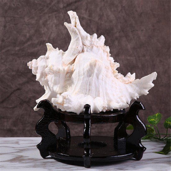 Large Queen Nautical Shells Conch Natural Seashell Beach Ocean Home Decorations Large Queen Nautical Shells Conch Natural Seashell Beach Ocean Home Decorations