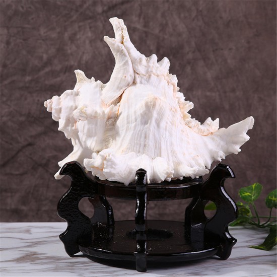 Large Queen Nautical Shells Conch Natural Seashell Beach Ocean Home Decorations