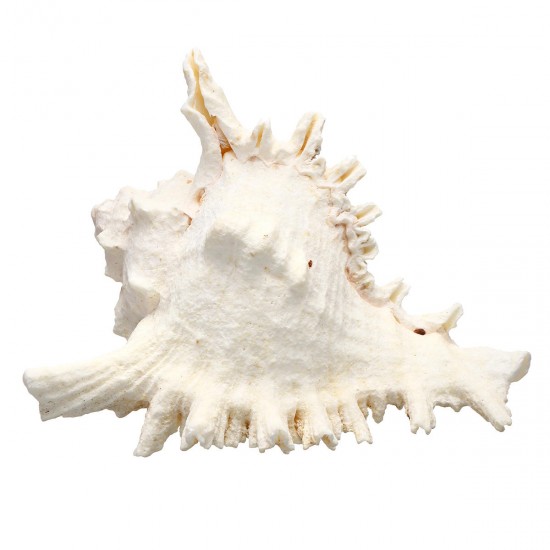 Large Queen Nautical Shells Conch Natural Seashell Beach Ocean Home Decorations