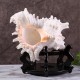 Large Queen Nautical Shells Conch Natural Seashell Beach Ocean Home Decorations Large Queen Nautical Shells Conch Natural Seashell Beach Ocean Home Decorations
