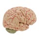 Life Size Human Brain Model w/ Arteries Medical Anatomical Cerebral Model Base Science Teaching 8 Parts Life Size Human Brain Model w/ Arteries Medical Anatomical Cerebral Model Base Science Teaching 8 Parts