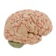 Life Size Human Brain Model w/ Arteries Medical Anatomical Cerebral Model Base Science Teaching 8 Parts