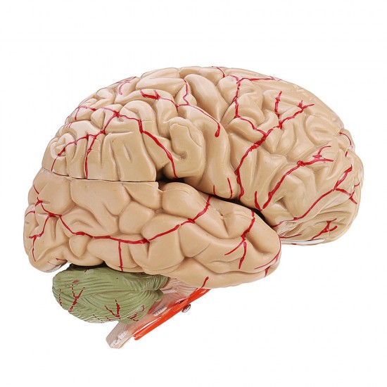 Life Size Human Brain Model w/ Arteries Medical Anatomical Cerebral Model Base Science Teaching 8 Parts