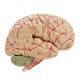 Life Size Human Brain Model w/ Arteries Medical Anatomical Cerebral Model Base Science Teaching 8 Parts
