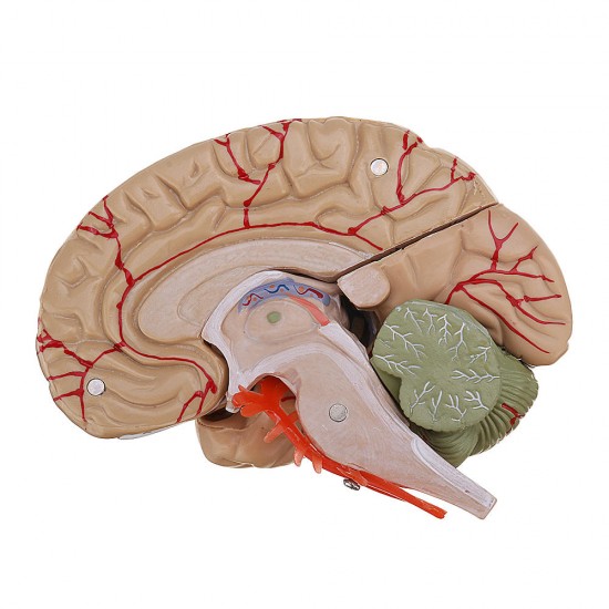 Life Size Human Brain Model w/ Arteries Medical Anatomical Cerebral Model Base Science Teaching 8 Parts