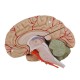 Life Size Human Brain Model w/ Arteries Medical Anatomical Cerebral Model Base Science Teaching 8 Parts Life Size Human Brain Model w/ Arteries Medical Anatomical Cerebral Model Base Science Teaching 8 Parts