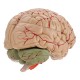 Life Size Human Brain Model w/ Arteries Medical Anatomical Cerebral Model Base Science Teaching 8 Parts