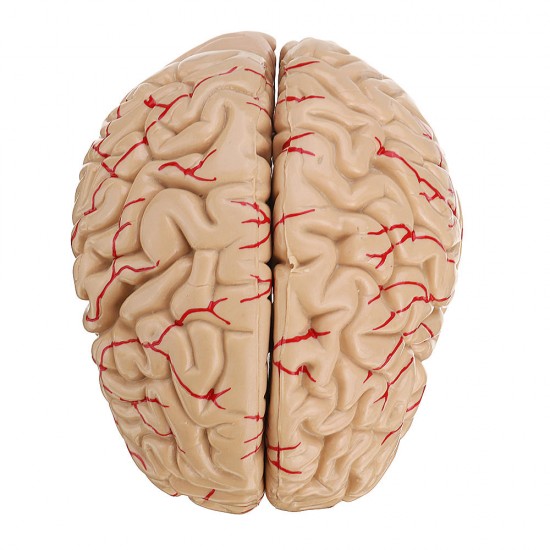 Life Size Human Brain Model w/ Arteries Medical Anatomical Cerebral Model Base Science Teaching 8 Parts