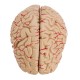 Life Size Human Brain Model w/ Arteries Medical Anatomical Cerebral Model Base Science Teaching 8 Parts