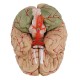 Life Size Human Brain Model w/ Arteries Medical Anatomical Cerebral Model Base Science Teaching 8 Parts Life Size Human Brain Model w/ Arteries Medical Anatomical Cerebral Model Base Science Teaching 8 Parts