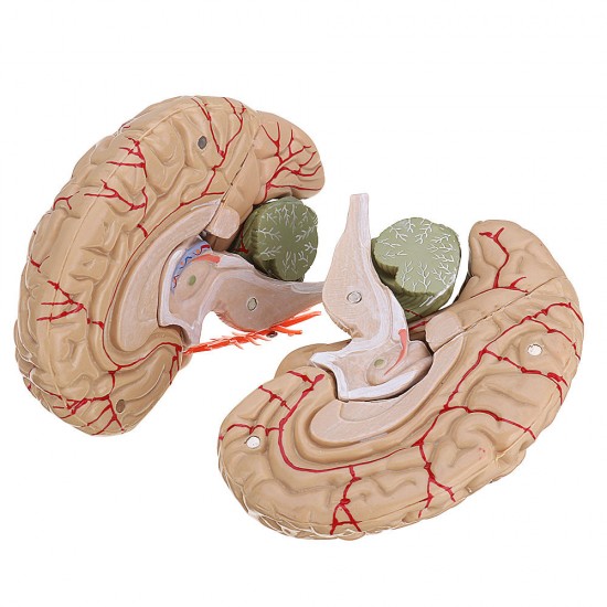 Life Size Human Brain Model w/ Arteries Medical Anatomical Cerebral Model Base Science Teaching 8 Parts