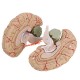 Life Size Human Brain Model w/ Arteries Medical Anatomical Cerebral Model Base Science Teaching 8 Parts Life Size Human Brain Model w/ Arteries Medical Anatomical Cerebral Model Base Science Teaching 8 Parts