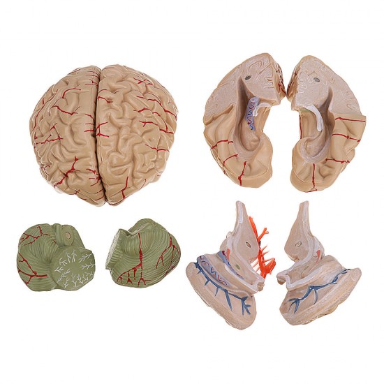 Life Size Human Brain Model w/ Arteries Medical Anatomical Cerebral Model Base Science Teaching 8 Parts