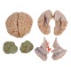 Life Size Human Brain Model w/ Arteries Medical Anatomical Cerebral Model Base Science Teaching 8 Parts Life Size Human Brain Model w/ Arteries Medical Anatomical Cerebral Model Base Science Teaching 8 Parts