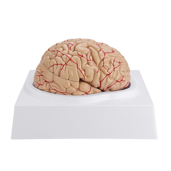 Life Size Human Brain Model w/ Arteries Medical Anatomical Cerebral Model Base Science Teaching 8 Parts