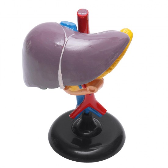 Magnified Human Liver Model Anatomical Hepatic Model Duodenum w/ Base Medical Model Science Teaching