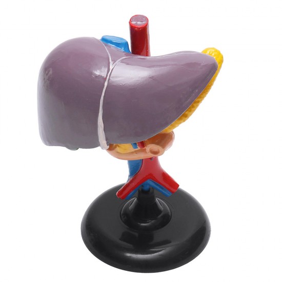 Magnified Human Liver Model Anatomical Hepatic Model Duodenum w/ Base Medical Model Science Teaching Magnified Human Liver Model Anatomical Hepatic Model Duodenum w/ Base Medical Model Science Teaching