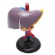 Magnified Human Liver Model Anatomical Hepatic Model Duodenum w/ Base Medical Model Science Teaching Magnified Human Liver Model Anatomical Hepatic Model Duodenum w/ Base Medical Model Science Teaching