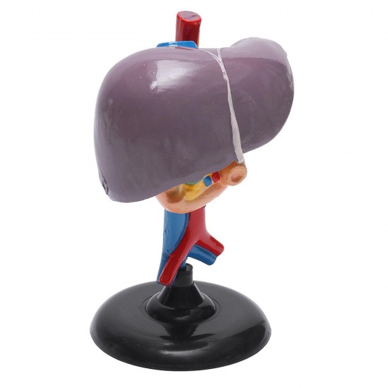 Magnified Human Liver Model Anatomical Hepatic Model Duodenum w/ Base Medical Model Science Teaching Magnified Human Liver Model Anatomical Hepatic Model Duodenum w/ Base Medical Model Science Teaching