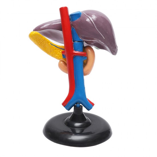 Magnified Human Liver Model Anatomical Hepatic Model Duodenum w/ Base Medical Model Science Teaching Magnified Human Liver Model Anatomical Hepatic Model Duodenum w/ Base Medical Model Science Teaching