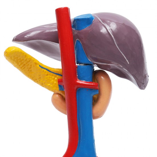 Magnified Human Liver Model Anatomical Hepatic Model Duodenum w/ Base Medical Model Science Teaching