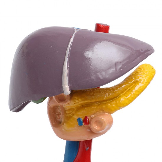 Magnified Human Liver Model Anatomical Hepatic Model Duodenum w/ Base Medical Model Science Teaching Magnified Human Liver Model Anatomical Hepatic Model Duodenum w/ Base Medical Model Science Teaching