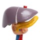 Magnified Human Liver Model Anatomical Hepatic Model Duodenum w/ Base Medical Model Science Teaching