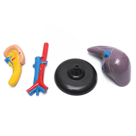 Magnified Human Liver Model Anatomical Hepatic Model Duodenum w/ Base Medical Model Science Teaching Magnified Human Liver Model Anatomical Hepatic Model Duodenum w/ Base Medical Model Science Teaching