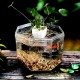 Mini Clear Acrylic Betta Aquarium Fish Tank Breeding Isolation Box Desktop Transparent Free Fish Tank Aquatic Supplies