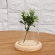 Mini Glass Booth Display Dome Cover Flower Vase With Wood Cork Home Decorations Gift