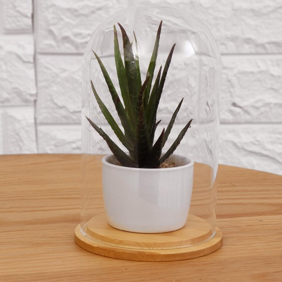Mini Glass Booth Display Dome Cover Flower Vase With Wood Cork Home Decorations Gift Mini Glass Booth Display Dome Cover Flower Vase With Wood Cork Home Decorations Gift