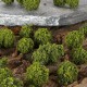 Model Scale Tree Cluster Garden Railway Scenery Layout Miniature Landscape DIY Decorations Model Scale Tree Cluster Garden Railway Scenery Layout Miniature Landscape DIY Decorations