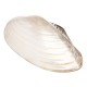 Natural Conch Shell Coral Pearl Mussel Clam Double-sided Large Home Tank Decorations 26-28cm