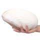 Natural Conch Shell Coral Pearl Mussel Clam Double-sided Large Home Tank Decorations 26-28cm