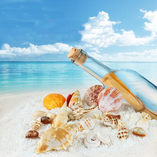 Natural Conch Shells Decorations Natural Conch Shells Decorations
