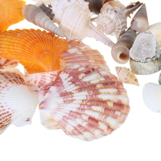 Natural Conch Shells Decorations Natural Conch Shells Decorations