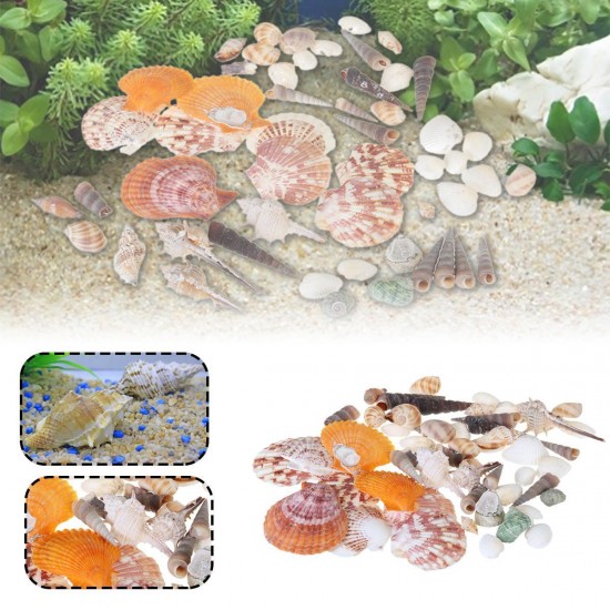 Natural Conch Shells Decorations Natural Conch Shells Decorations