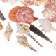 Natural Conch Shells Decorations