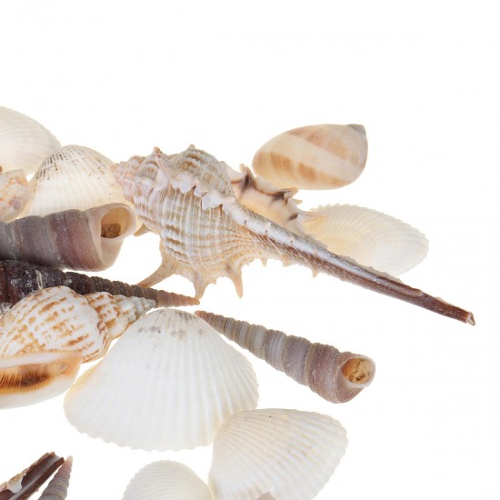 Natural Conch Shells Decorations Natural Conch Shells Decorations