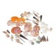 Natural Conch Shells Decorations Natural Conch Shells Decorations