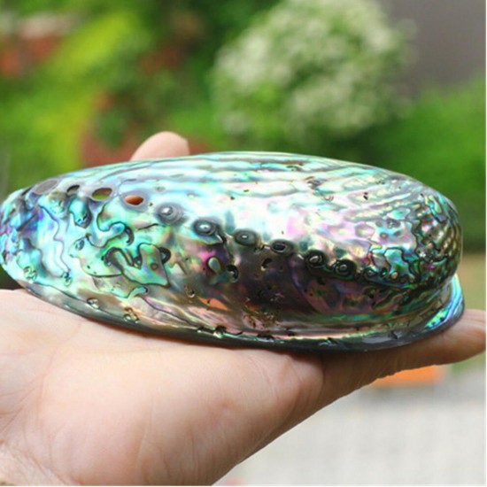Natural Fine Polished Abalone Shell Seashells Conch 10-12cm Home Fish Tank Decorations Natural Fine Polished Abalone Shell Seashells Conch 10-12cm Home Fish Tank Decorations