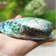 Natural Fine Polished Abalone Shell Seashells Conch 10-12cm Home Fish Tank Decorations