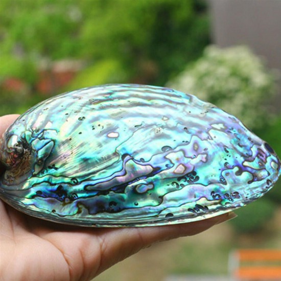 Natural Fine Polished Abalone Shell Seashells Conch 10-12cm Home Fish Tank Decorations