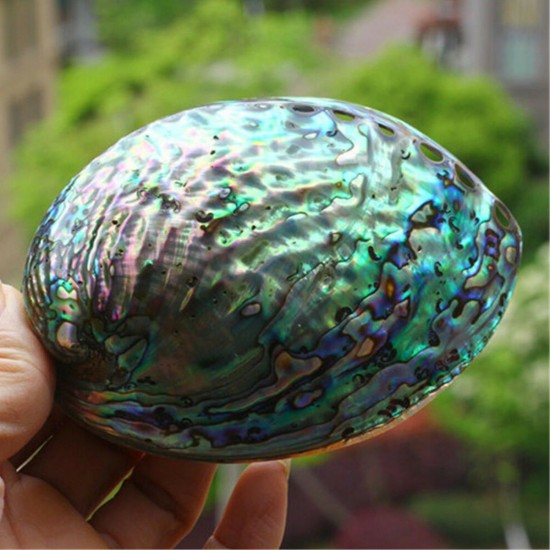 Natural Fine Polished Abalone Shell Seashells Conch 10-12cm Home Fish Tank Decorations