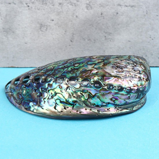 Natural Fine Polished Abalone Shell Seashells Conch 10-12cm Home Fish Tank Decorations Natural Fine Polished Abalone Shell Seashells Conch 10-12cm Home Fish Tank Decorations
